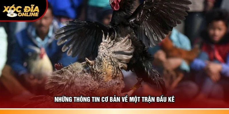 Nắm rõ thông tin cơ bản về một trận đấu kê