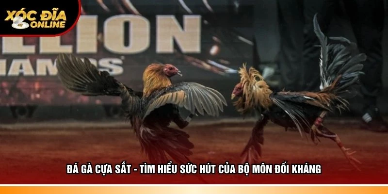 Đá gà cựa sắt